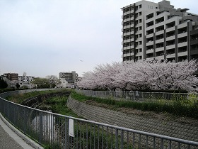 糸田川の桜並木