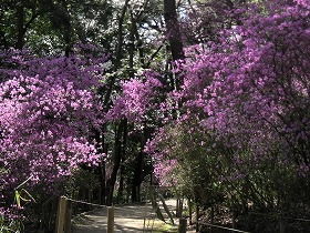 紫金山のコバミツバツツジ
