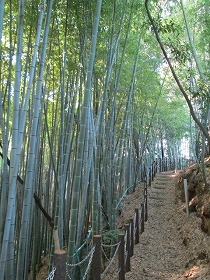 藤白台の竹林