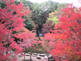 自然文化園　紅葉渓の紅葉