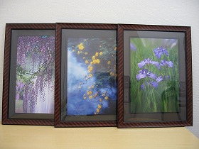 藤、山吹、菖蒲の花の写真3枚
